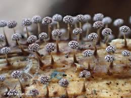 Attēlu rezultāti vaicājumam “Physarum flavicomum”