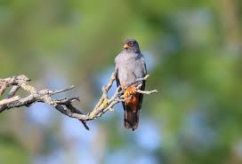 Image result for Falco vespertinus