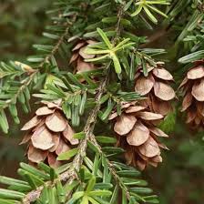 Attēlu rezultāti vaicājumam “Tsuga canadensis”