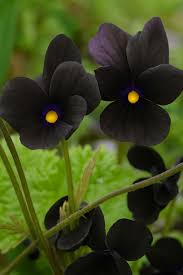 Image result for Hornveilchen