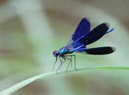 Attēlu rezultāti vaicājumam “Calopteryx splendens”