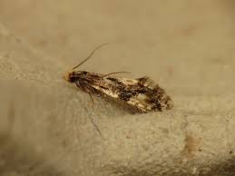 Attēlu rezultāti vaicājumam “Nemapogon cloacella”