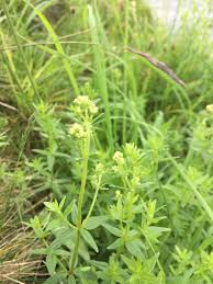 Attēlu rezultāti vaicājumam “Galium album fruit”