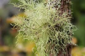 Attēlu rezultāti vaicājumam “Usnea filipendula”
