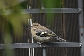Attēlu rezultāti vaicājumam “Fringilla coelebs juvenile”