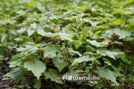 Attēlu rezultāti vaicājumam “Circaea alpina leaf”