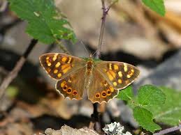 Attēlu rezultāti vaicājumam “Pararge aegeria upperside”