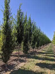Attēlu rezultāti vaicājumam “Carpinus betulus”
