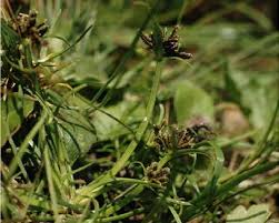 Attēlu rezultāti vaicājumam “Cyperus fuscus fruit”