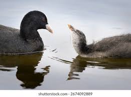 Attēlu rezultāti vaicājumam “Fulica atra adult”