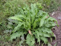Attēlu rezultāti vaicājumam “Rumex crispus leaf”