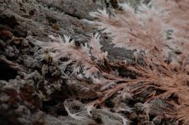 Attēlu rezultāti vaicājumam “Steccherinum fimbriatum”