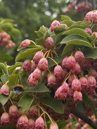 Attēlu rezultāti vaicājumam “Enkianthus campanulatus flower”