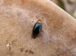 Attēlu rezultāti vaicājumam “Tetratoma fungorum”