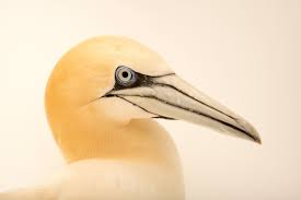 Image result for Morus bassanus