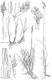 Attēlu rezultāti vaicājumam “Poa angustifolia”