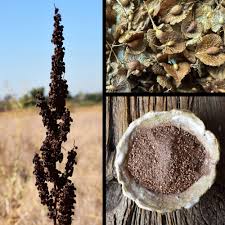 Attēlu rezultāti vaicājumam “Rumex crispus fruit”