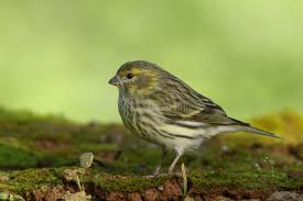 Image result for Serinus serinus