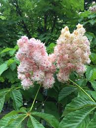 Attēlu rezultāti vaicājumam “Aesculus hippocastanum”