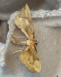 Attēlu rezultāti vaicājumam “Eulithis pyraliata”