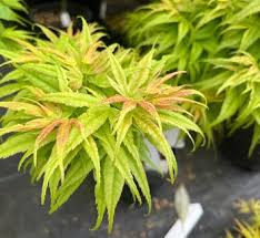 Attēlu rezultāti vaicājumam “Acer pseudoplatanus fo. purpurascens flower”