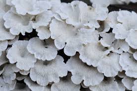 Attēlu rezultāti vaicājumam “Plicaturopsis crispa”