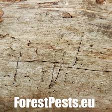 Attēlu rezultāti vaicājumam “Hylecoetus dermestoides”