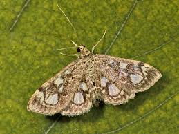 Attēlu rezultāti vaicājumam “Anania coronata”