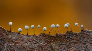 Attēlu rezultāti vaicājumam “Didymium bahiense stalked”