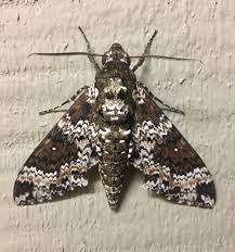 Attēlu rezultāti vaicājumam “Diachea muscorum macro”