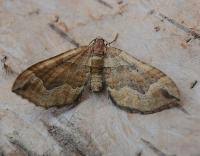 Attēlu rezultāti vaicājumam “Pelurga comitata”