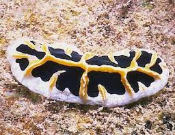 Attēlu rezultāti vaicājumam “Retinia resinella exuvia”