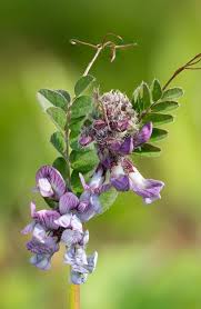 Attēlu rezultāti vaicājumam “Vicia sepium flower”