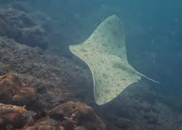 Image result for Gymnura natalensis