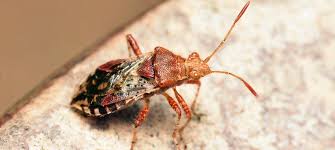 Attēlu rezultāti vaicājumam “Rhopalus maculatus”