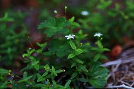 Attēlu rezultāti vaicājumam “Moehringia lateriflora flower”