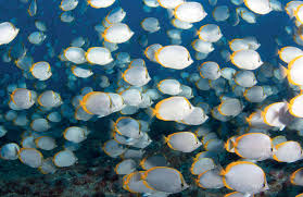 Image result for Diplodus helenae