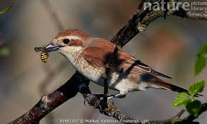 Attēlu rezultāti vaicājumam “Lanius collurio female”