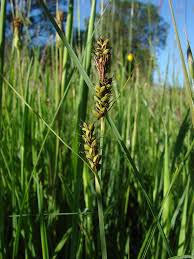Attēlu rezultāti vaicājumam “Carex hartmanii”