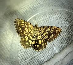 Attēlu rezultāti vaicājumam “Chiasmia clathrata”