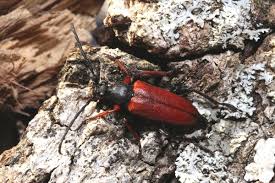 Attēlu rezultāti vaicājumam “Lycogala irregulare sessile”