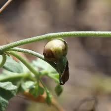 Attēlu rezultāti vaicājumam “Fallopia convolvulus fruit”