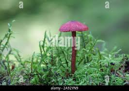 Attēlu rezultāti vaicājumam “Cortinarius sanguineus”