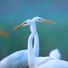 Image result for heron