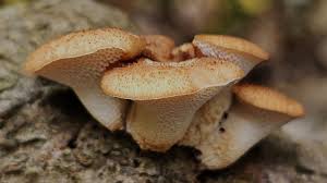 Attēlu rezultāti vaicājumam “Polyporus tuberaster”
