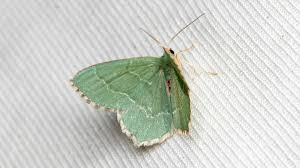 Attēlu rezultāti vaicājumam “Hemithea aestivaria”