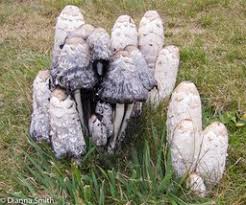 Attēlu rezultāti vaicājumam “Coprinus sp.”