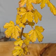 Attēlu rezultāti vaicājumam “Acer campestre leaf”