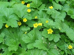 Attēlu rezultāti vaicājumam “Waldsteinia geoides flower”