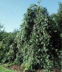 Attēlu rezultāti vaicājumam “Fraxinus excelsior Pendula female flower”